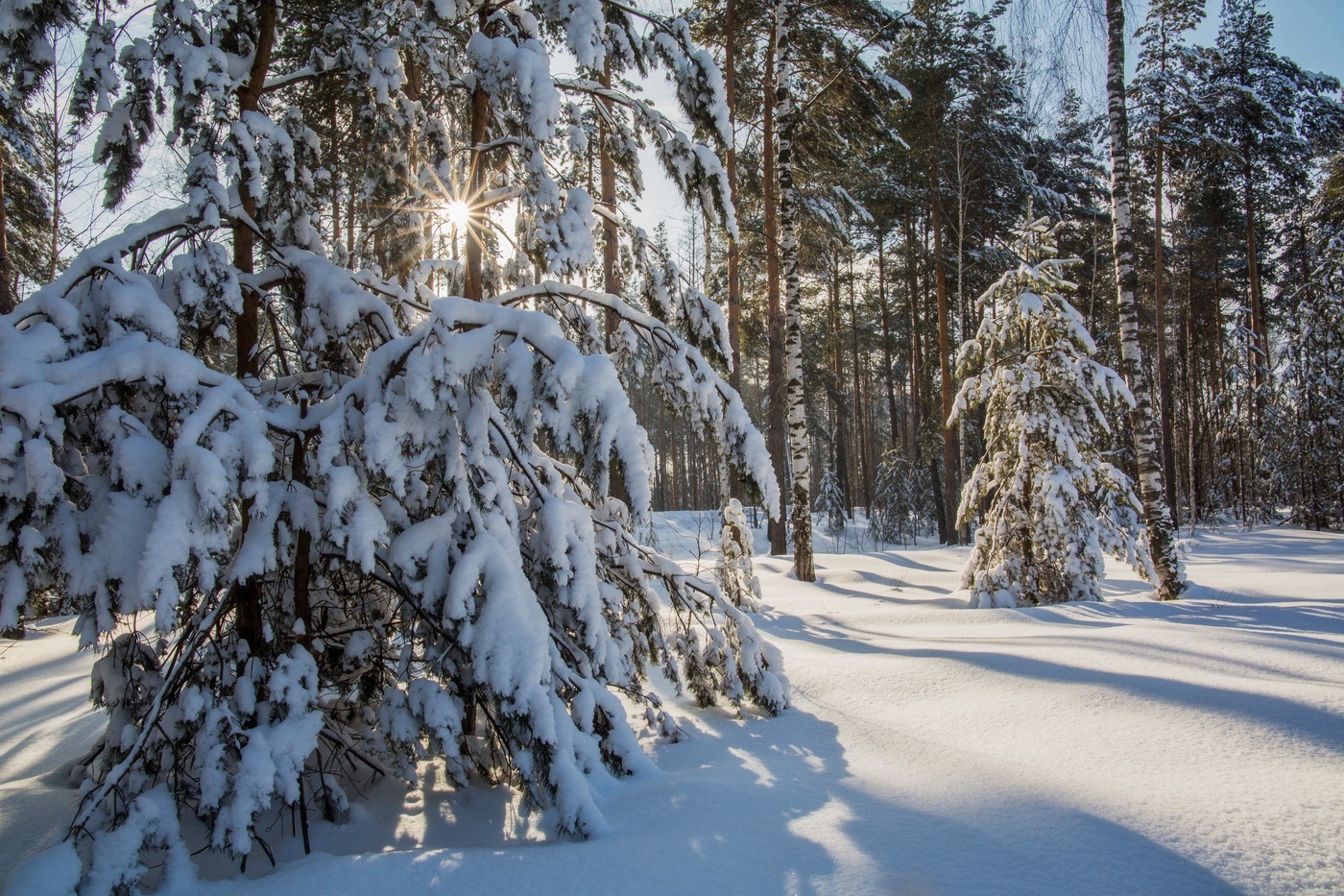 Зимний лес в Татарстане