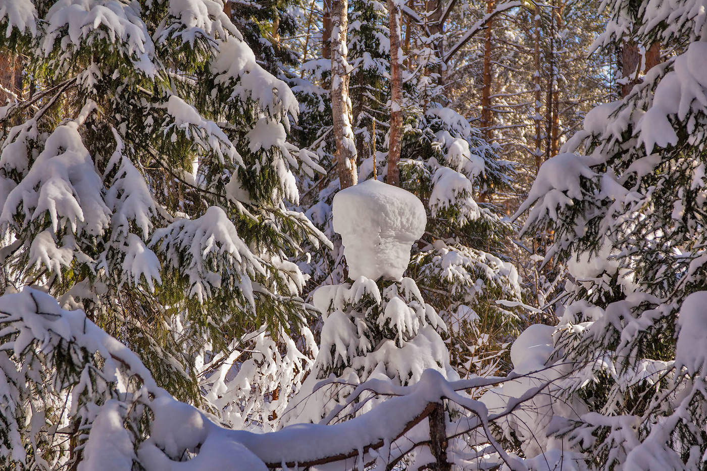 Природа лучший художник фото.зима