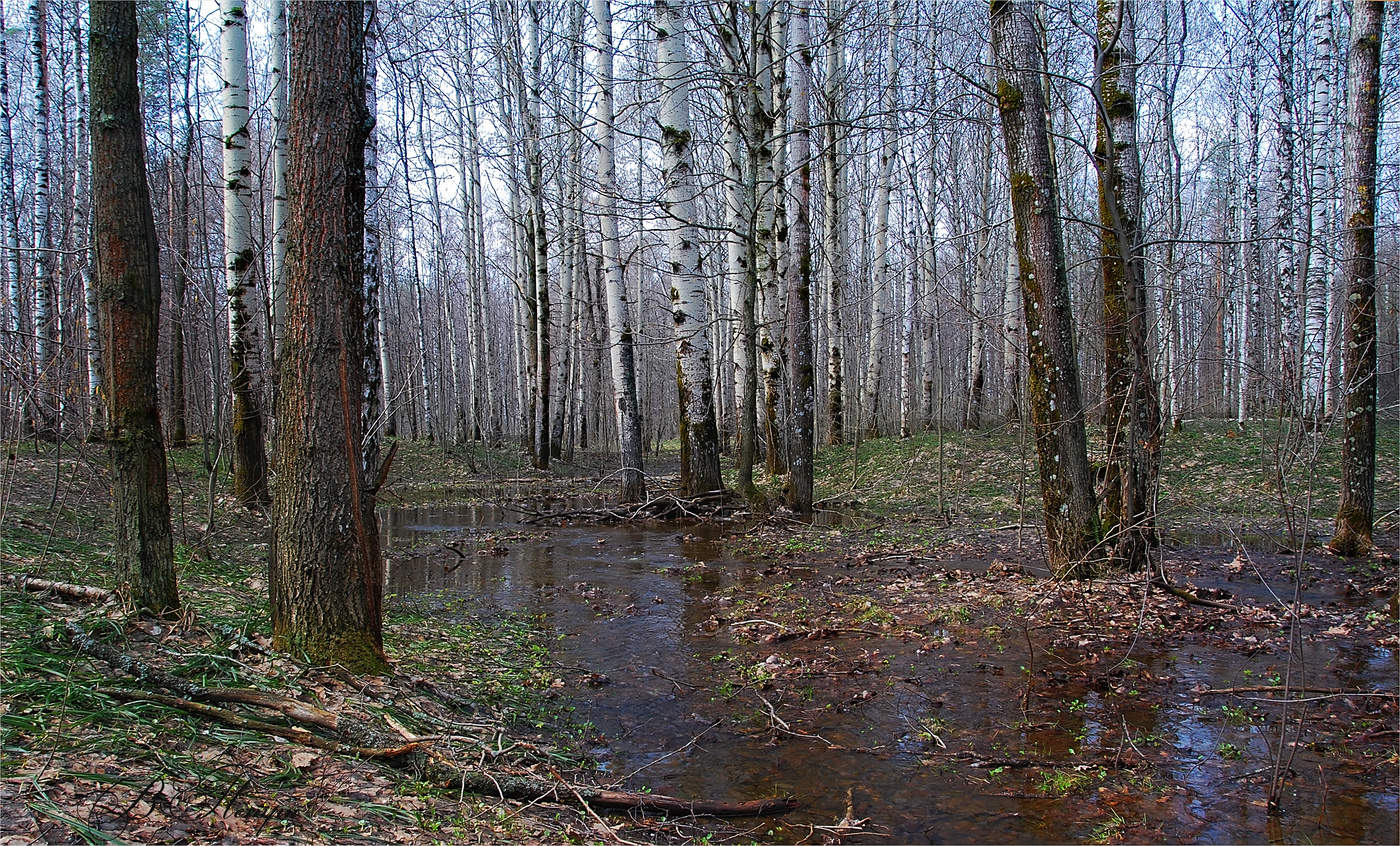 с горы сбегали мутные ручьи. с горы сбегали мутные ручьи. весенний ручеек. с горы сбегали мутные ручьи. гонимы вешними лучами.