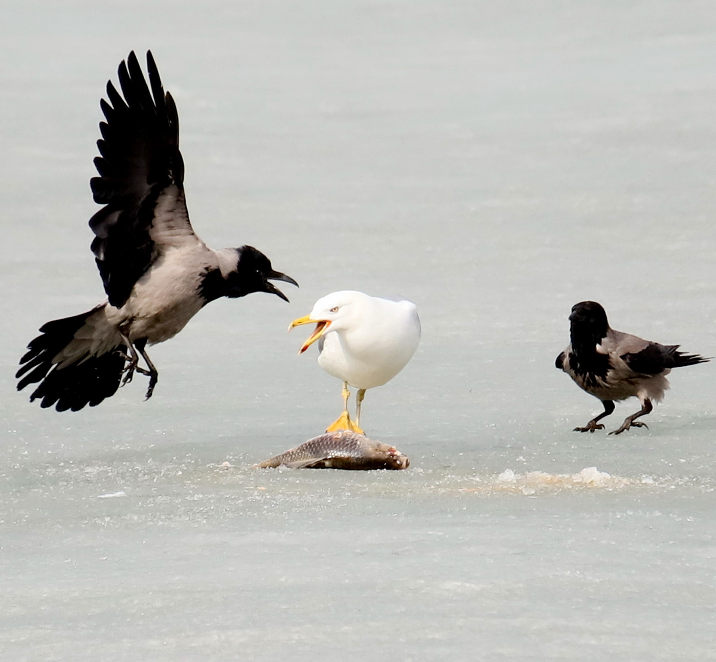 Вороны и голуби. Ворона против чайки. Ворон чайка. Ворон против чайки. Ворон чайка.