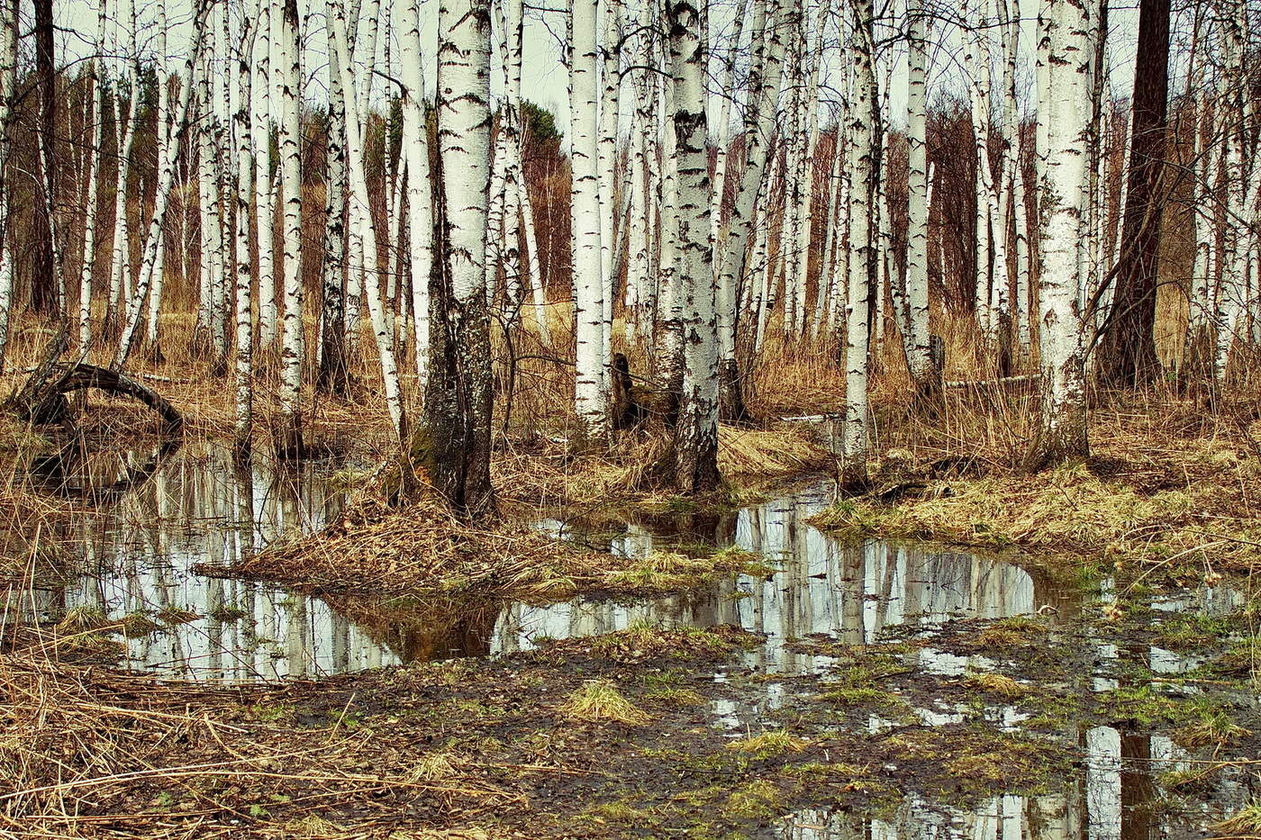 Климентовская весенний лес