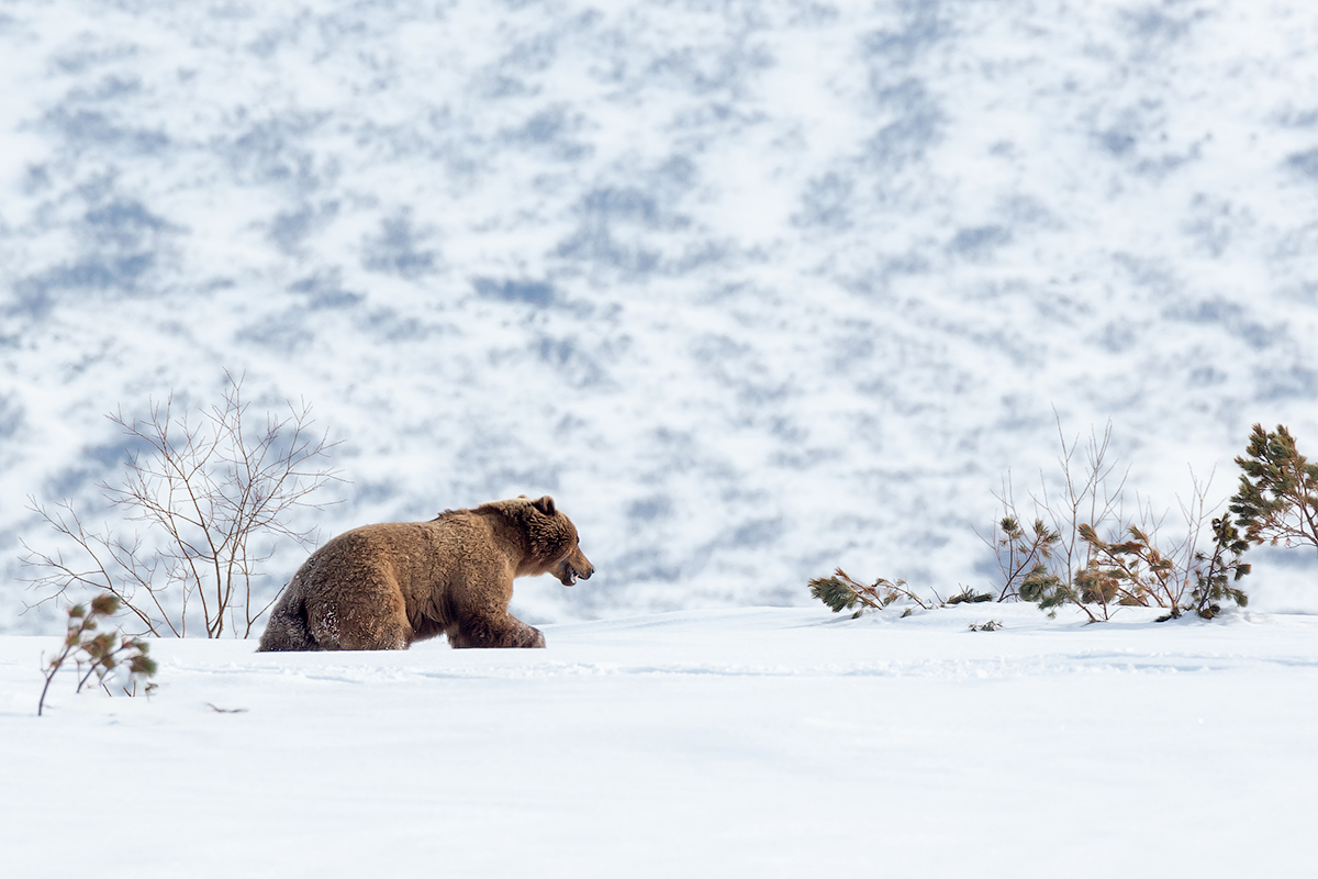 Медведь снежок. Медведь зимой. Снег на Камчатке. Медведь в снегу. Медвежонок в снегу.