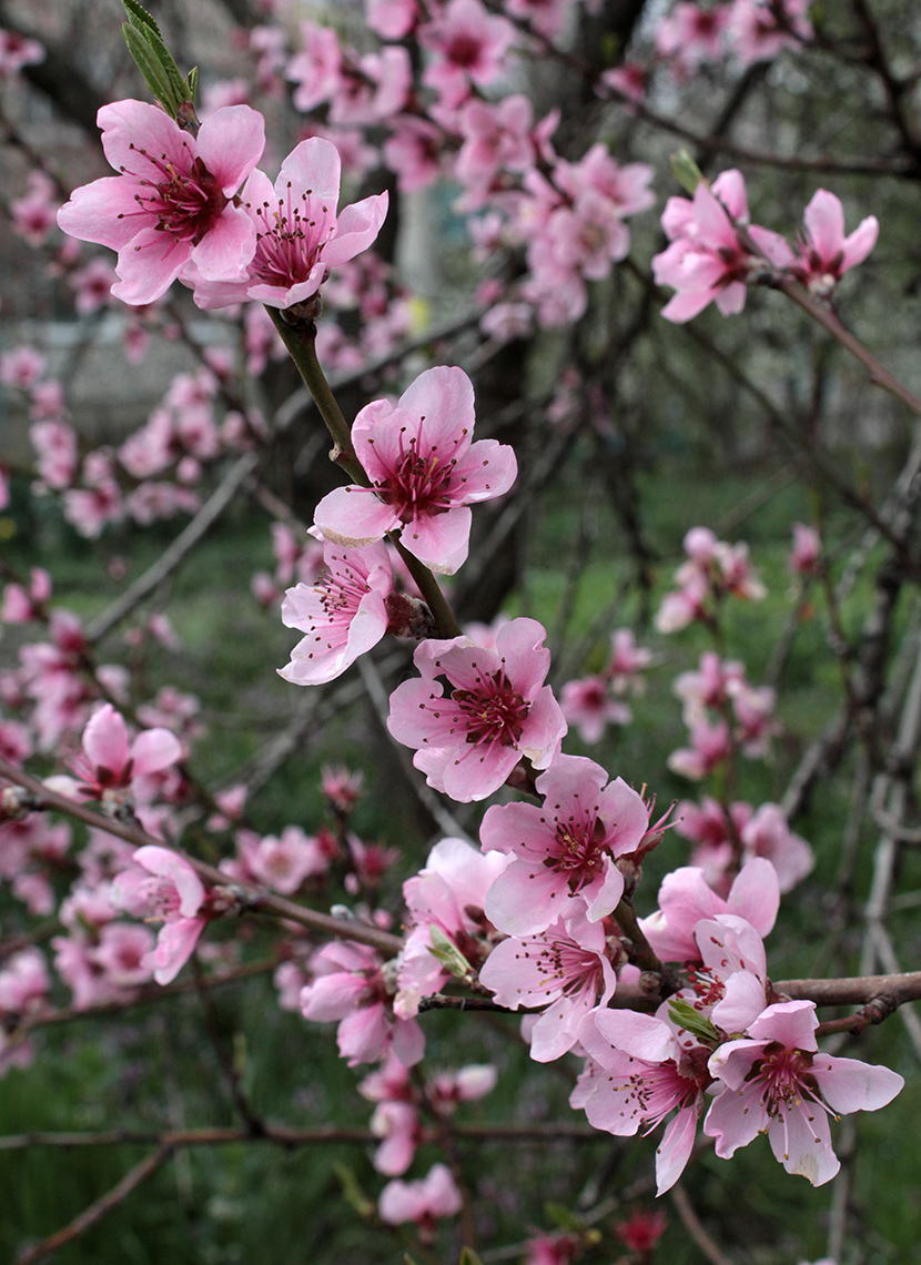 Цветущий персик дерево
