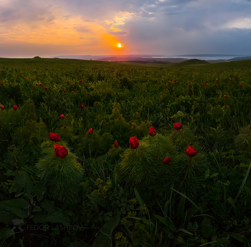 Лохмачи цветы на полях в ставрополе фото