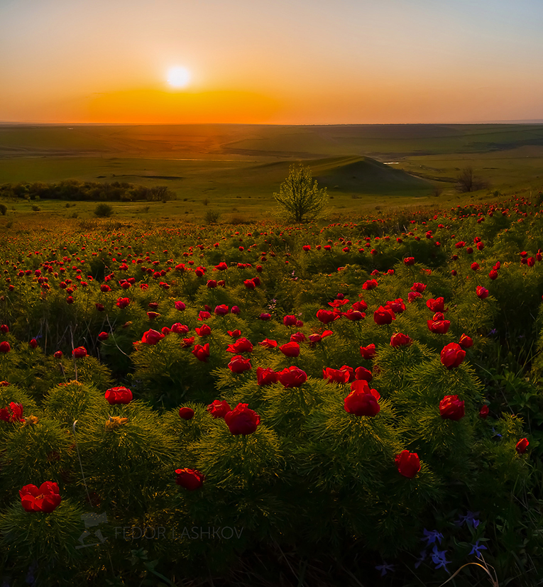 Красивые картинки степь