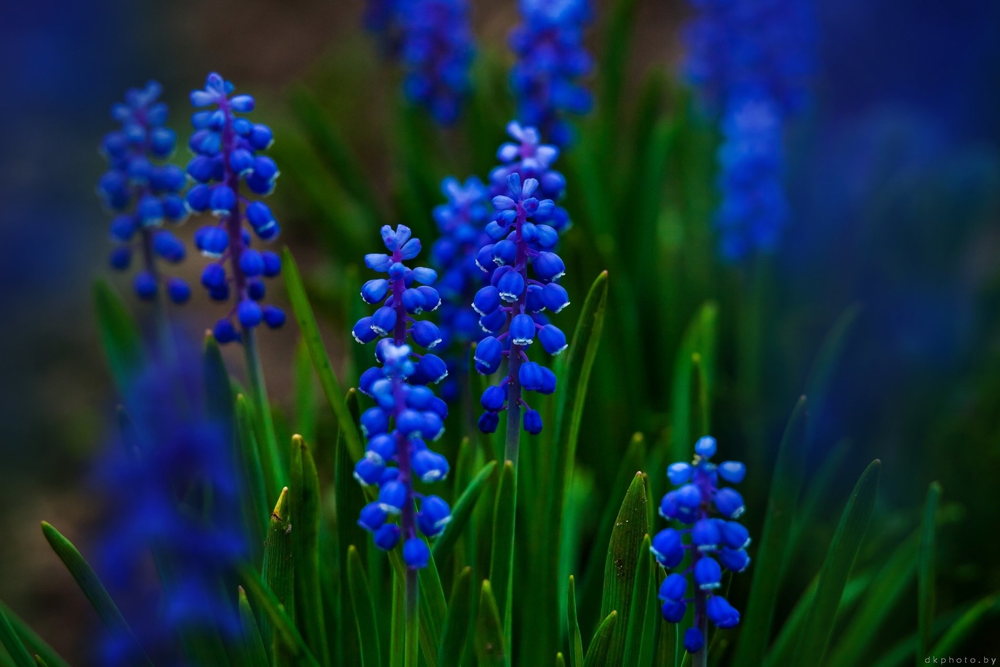 Синенькие весенние цветочки