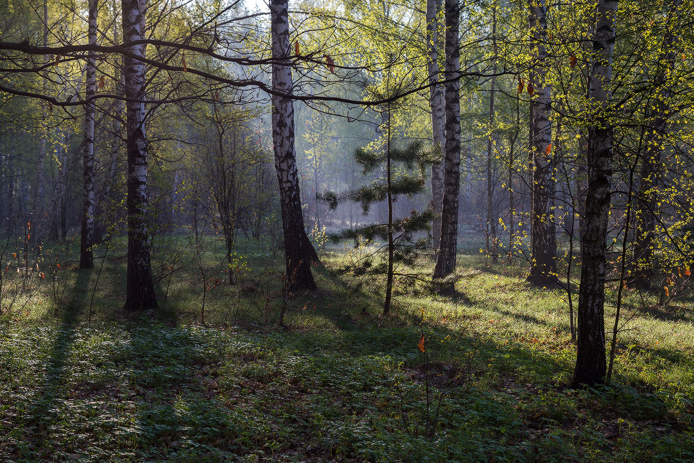 В природе есть удивительные праздники первая зелень. Первая зелень в лесу. Утро в весеннем лесу.