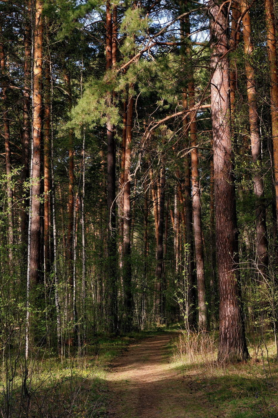 Кедровый лес Томск