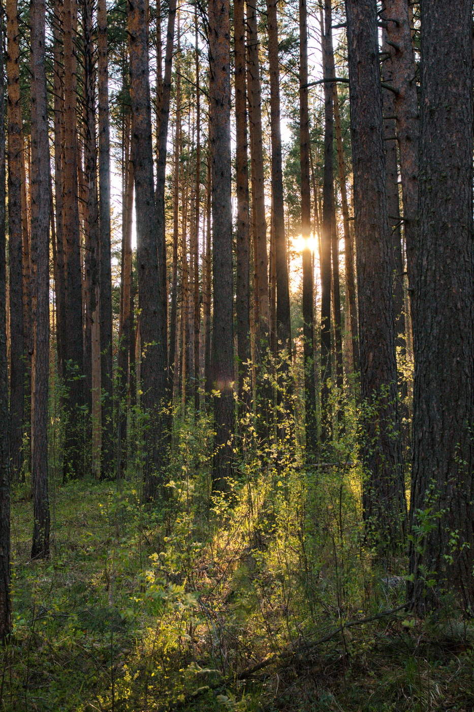 Лес Томской области