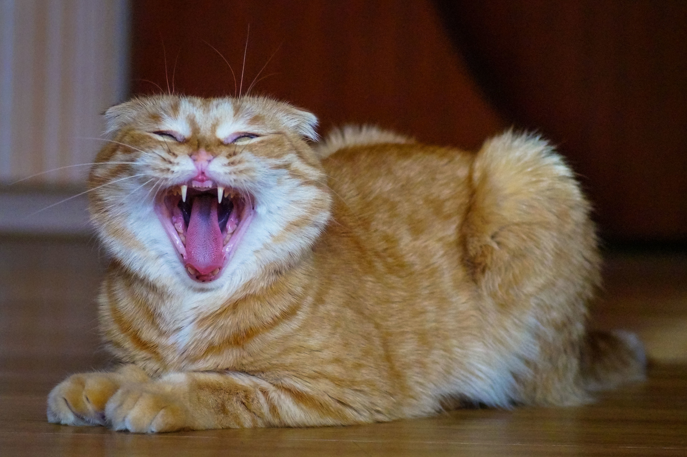 Кошачья улыбка. Улыбка кота. Рыжий кот улыбается. Рыжий кот с улыбкой. Рыжий котенок улыбается.