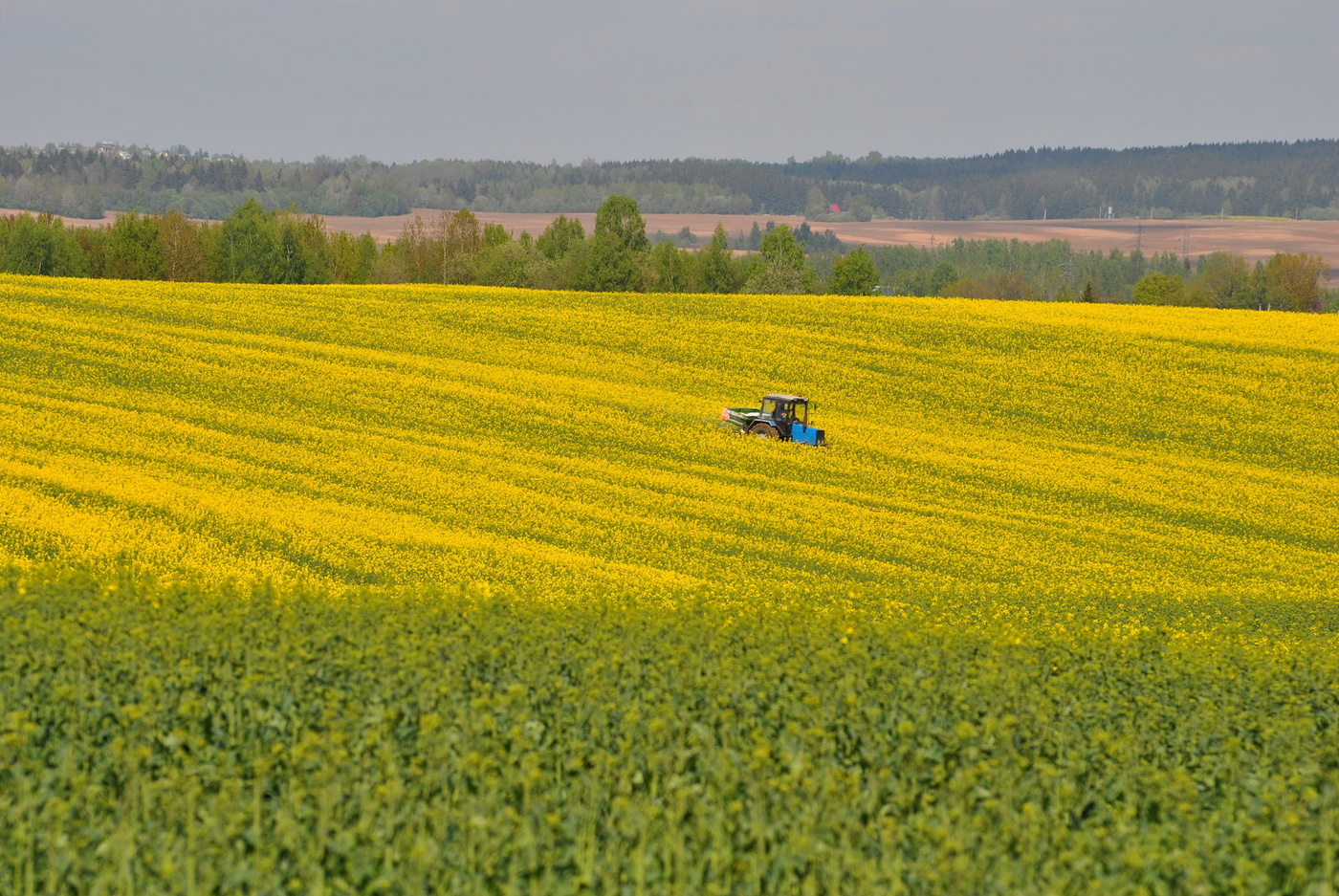 Украинские поля. Рапс посевной. Украина поле рапса. Поля рапса в Липецке. Рапсовые поля в Подмосковье.