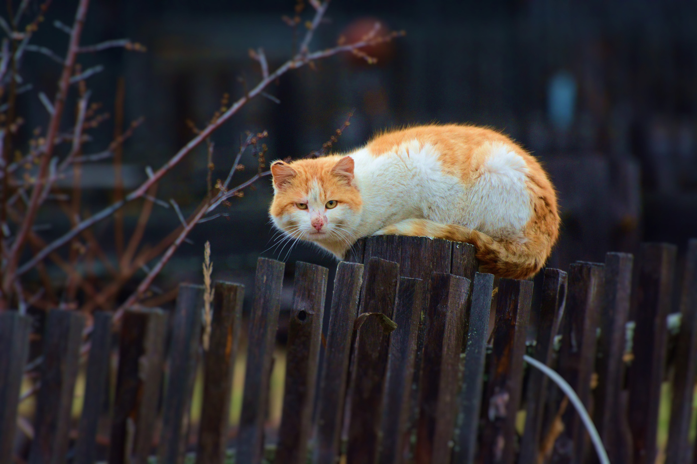 Деревенский рыжий кот на заборе