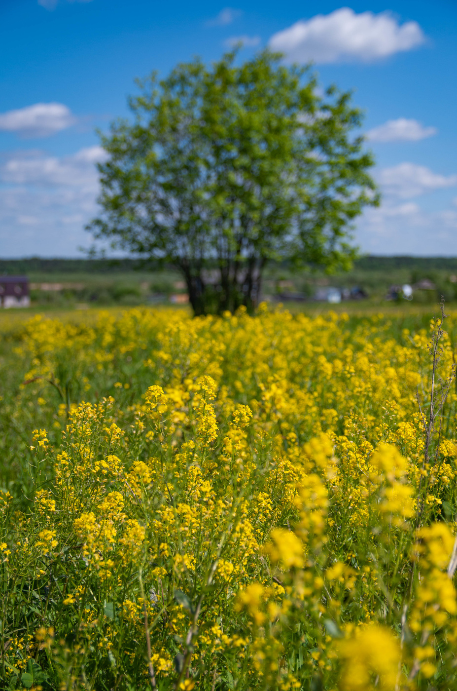 Фото картинки июнь