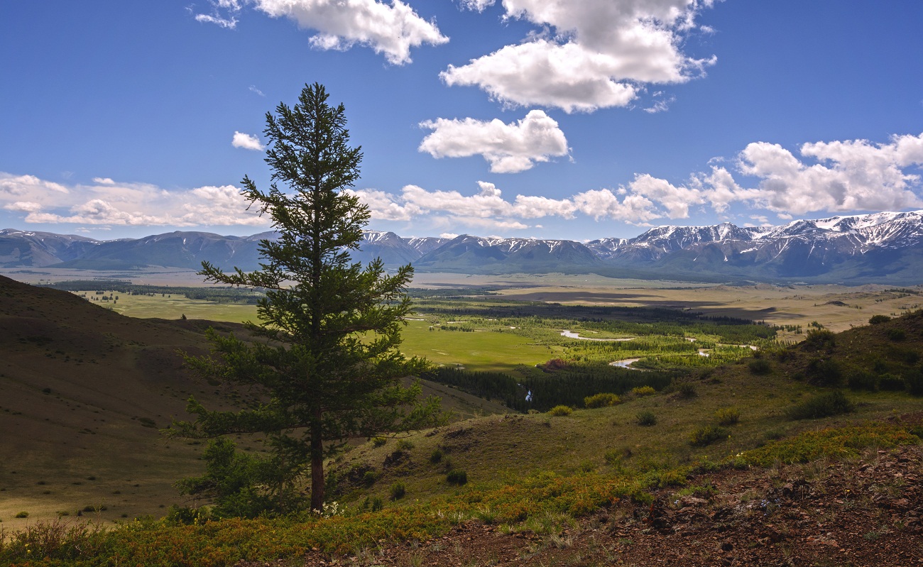 Курай степь