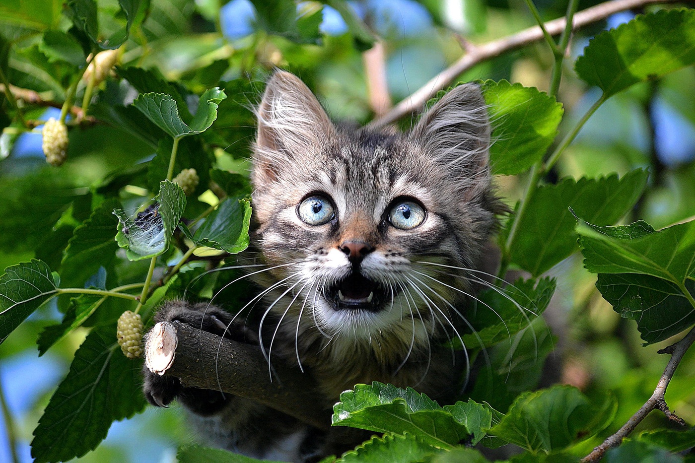 Маленький котенок на дереве