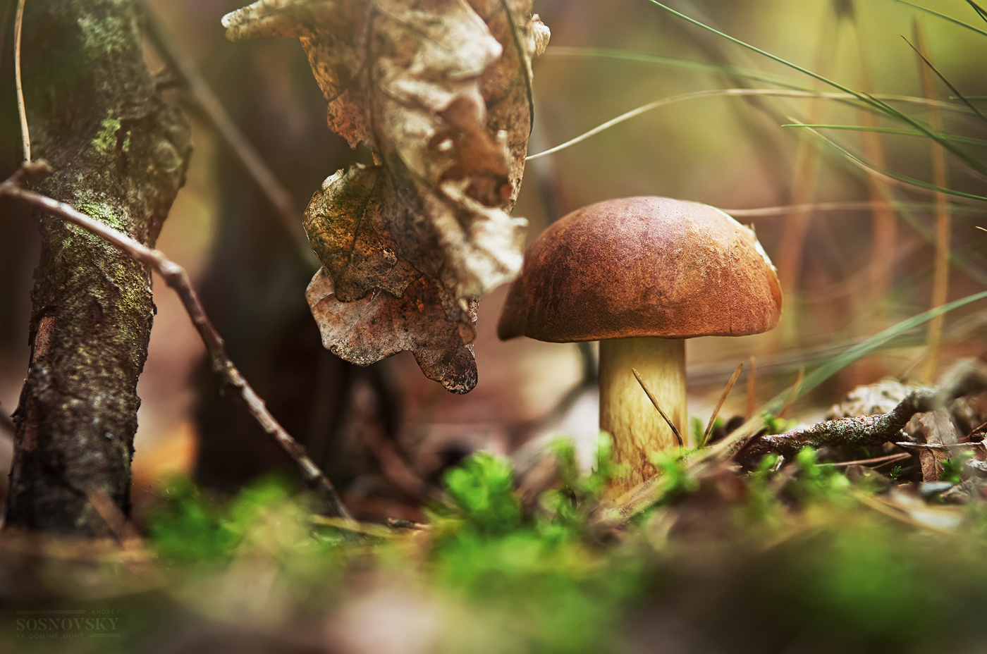 Осенние грибы19