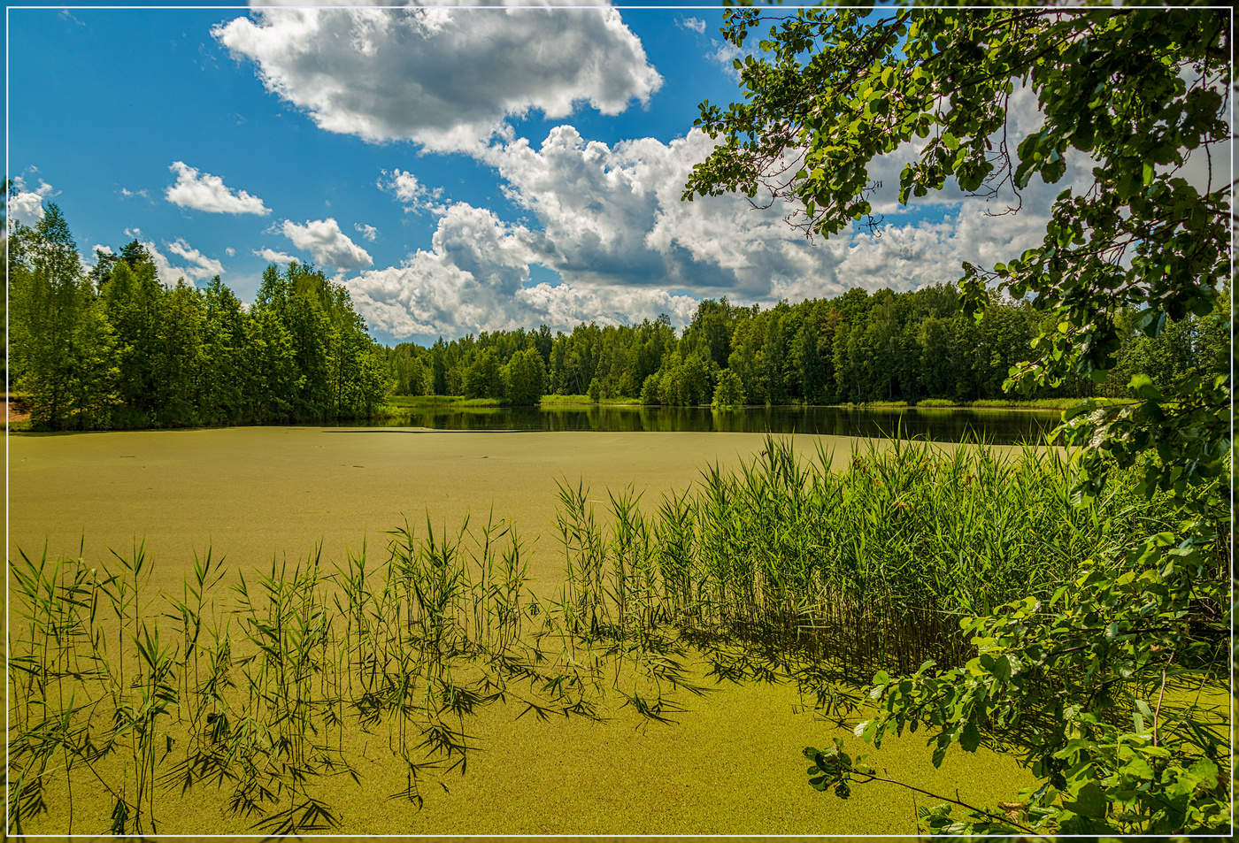 Лесное озеро сестрорецк
