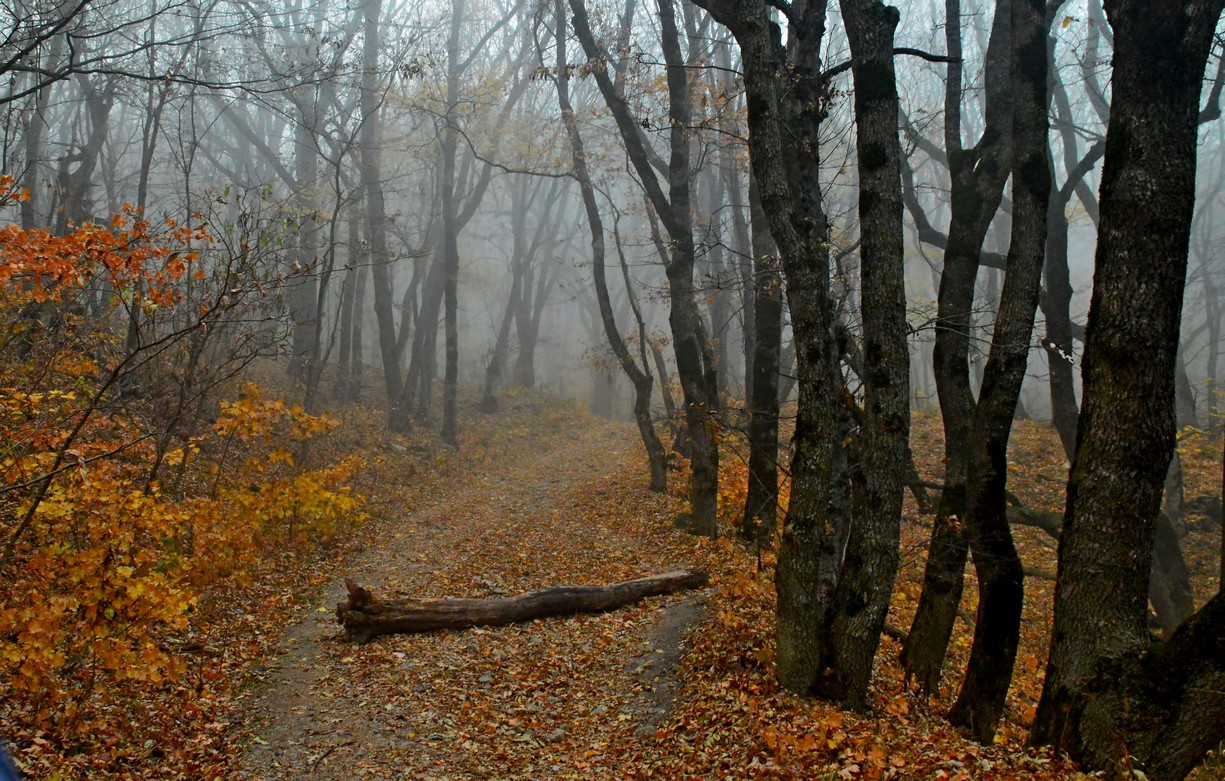 Леса в Железноводске