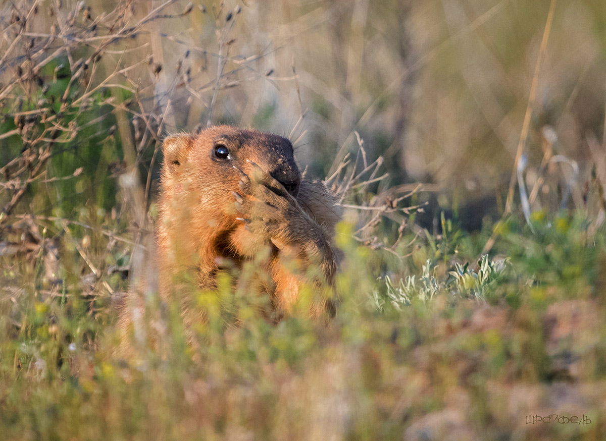 Easy roll. байбак мозырь. байбак мозырь. сурок степной красная книга пензенской области. байбак тарбаган отличия.