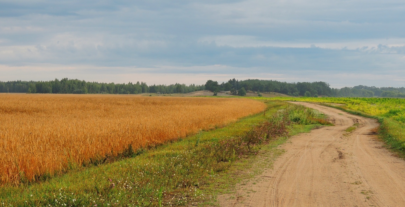 Картинки полевая дорога