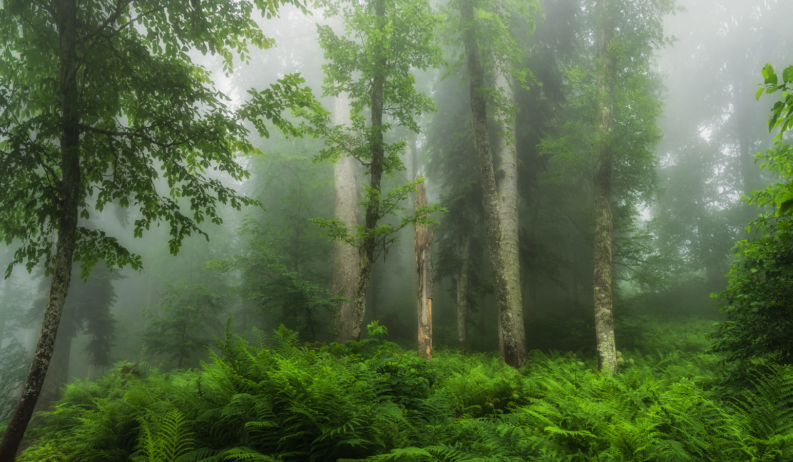 Горная Карусель реликтовый лес