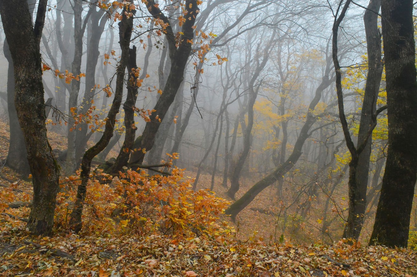 Кавказ осенью туман