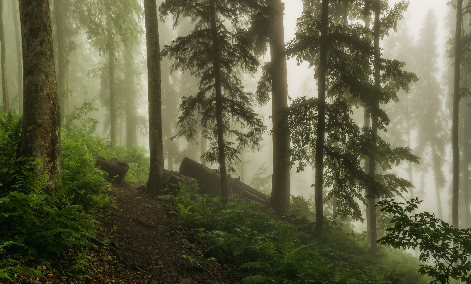 Тропа реликтовый лес красная Поляна фото