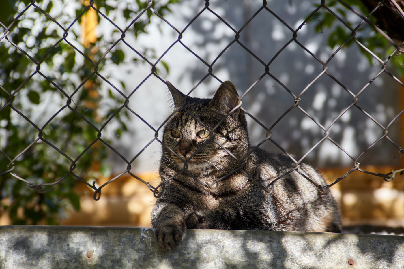 Котята сидят за решеткой подвального окна фотография Stock | Adobe Stock