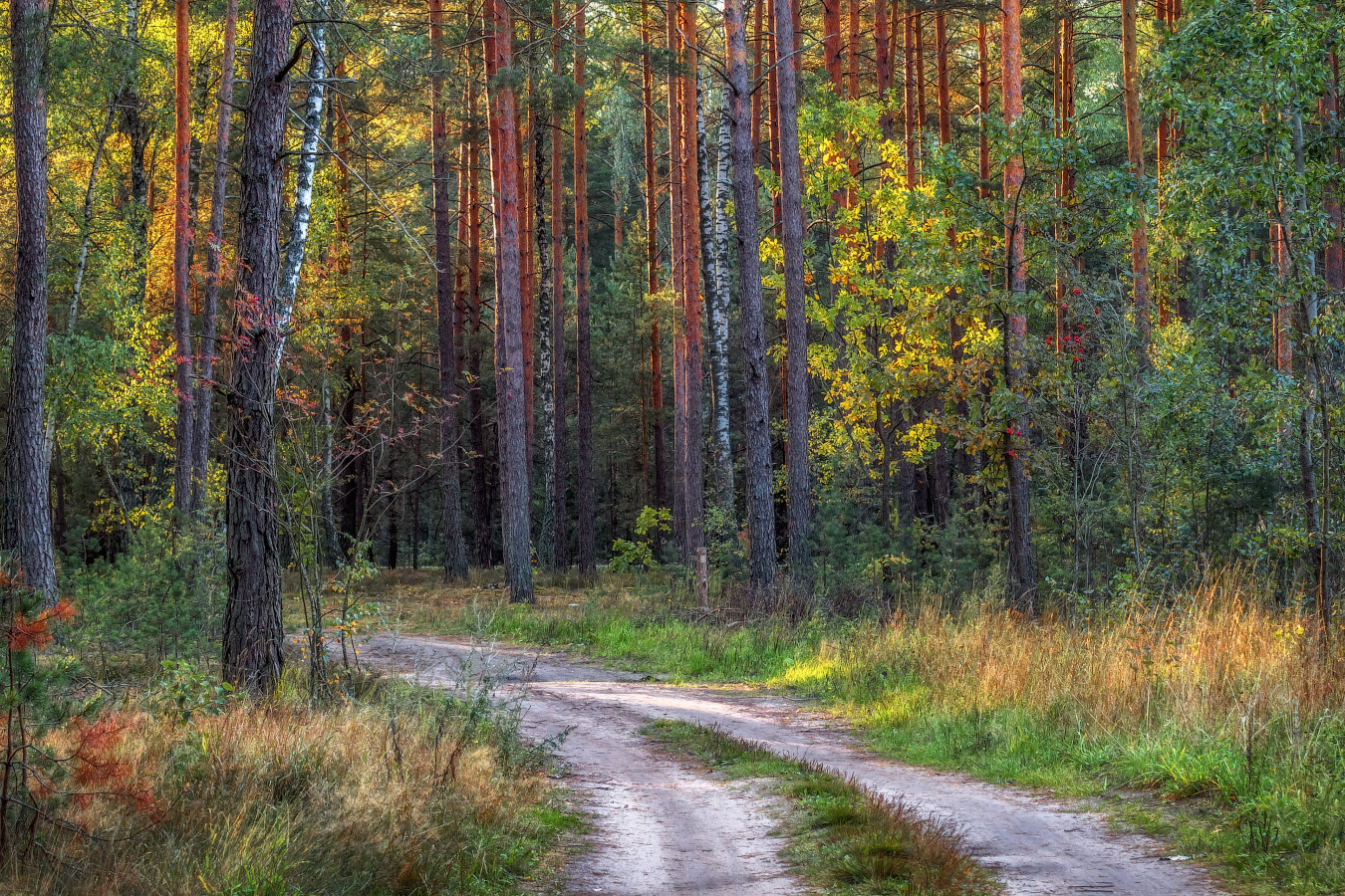 Белоруссия лес осень