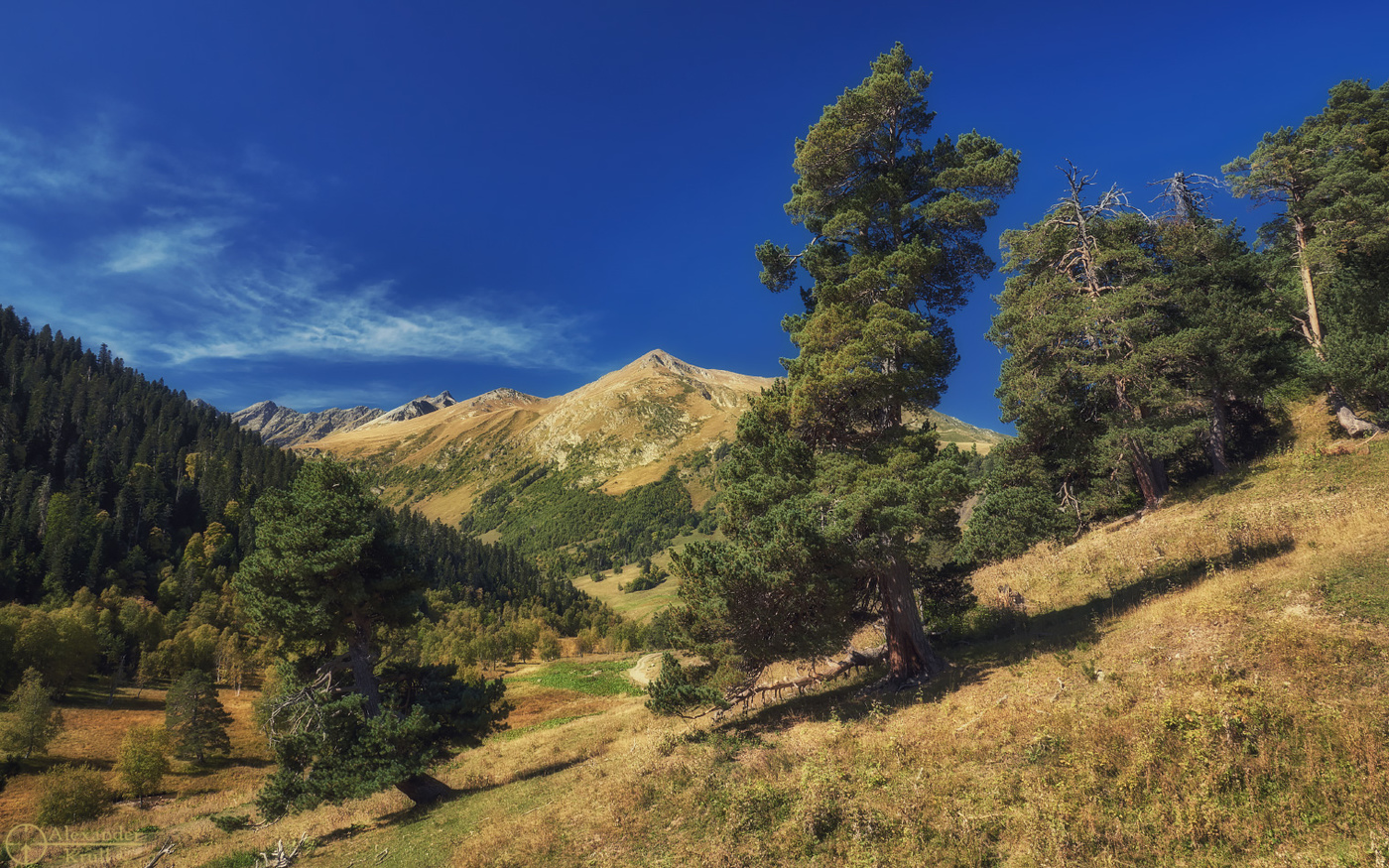 Кавказская сосна кавказская фото