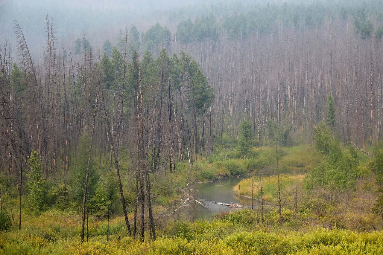 Таежный лес Иркутской области
