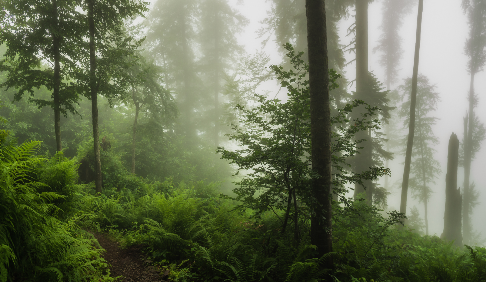 Туманный лес Эстетика