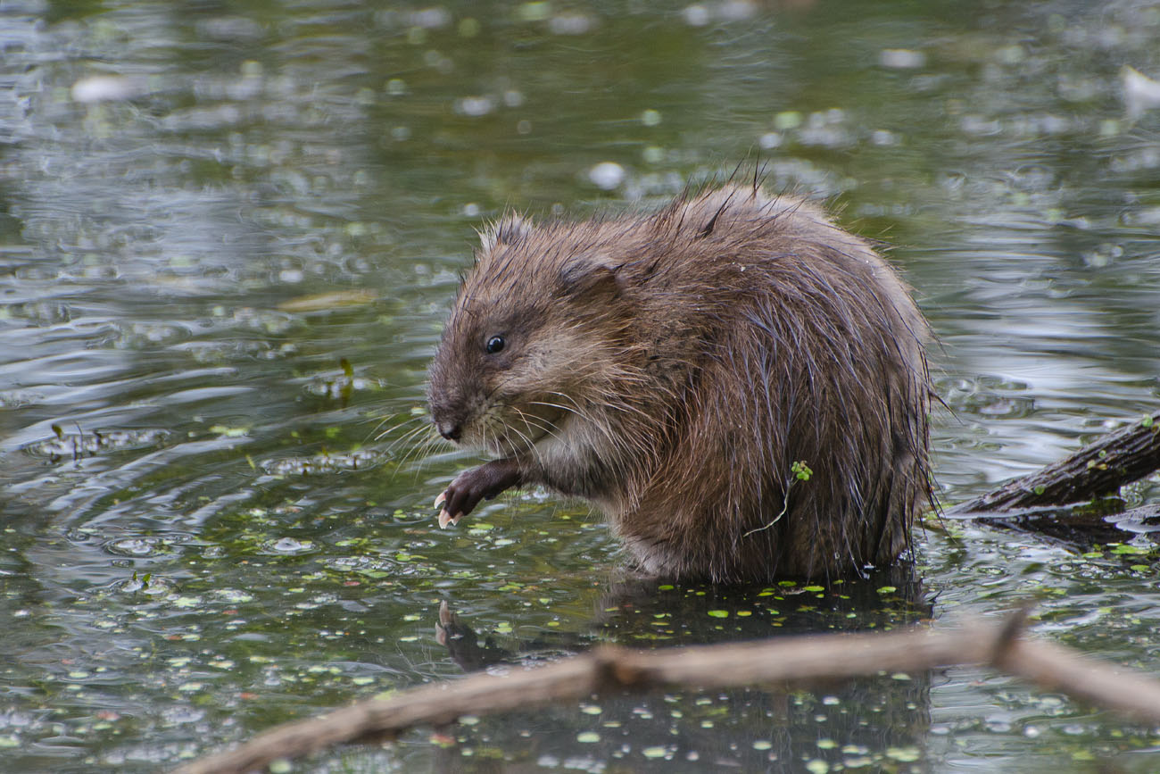 Фото водяной крысы. Водяная крыса ондатра. Крыса ондатра. Ондатра Байкальская. Ондатра Речная.