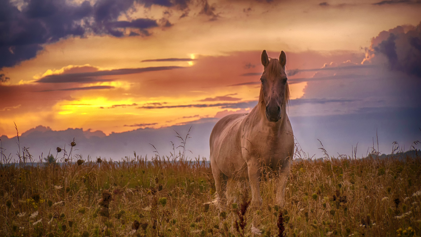 Лошадь в поле на рассвете