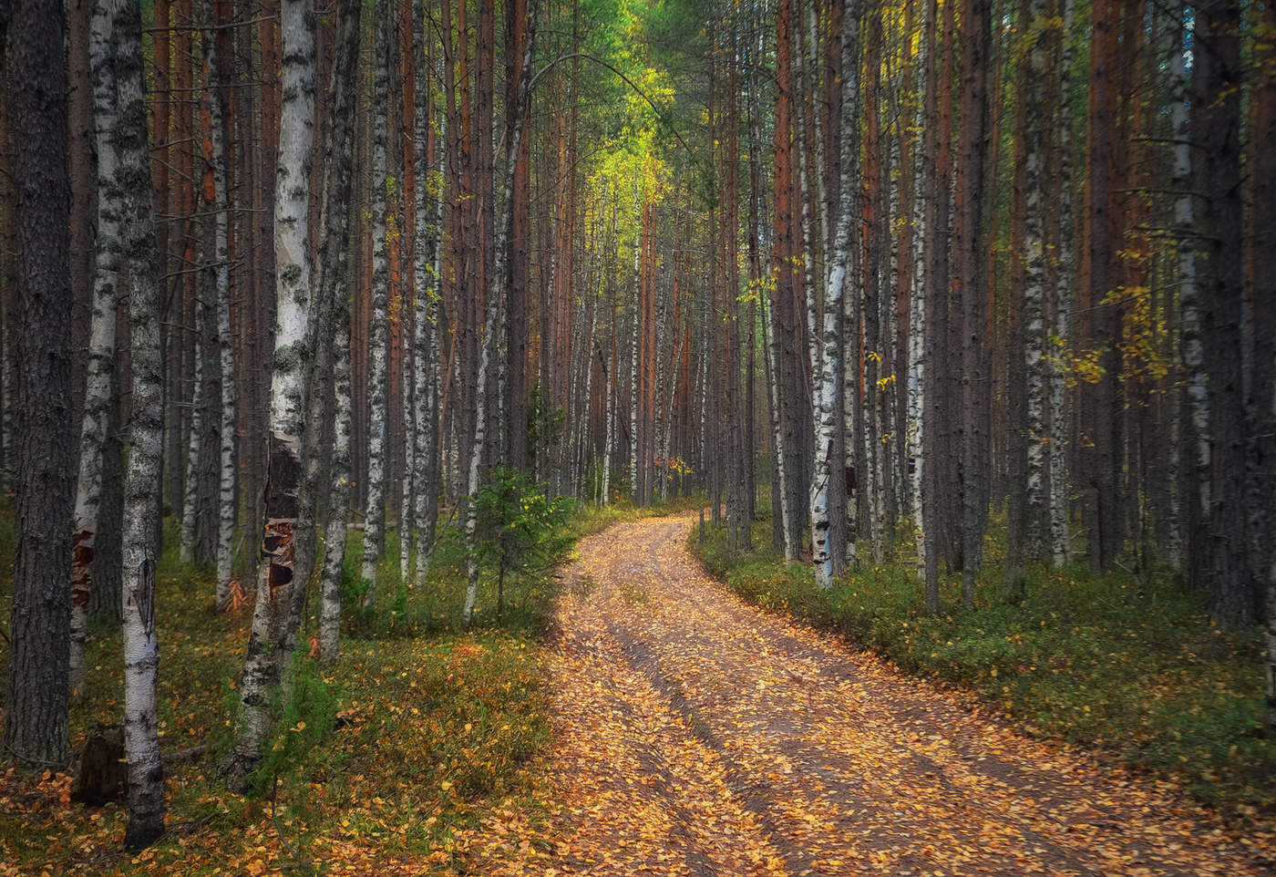 Лес осенью Республика Коми