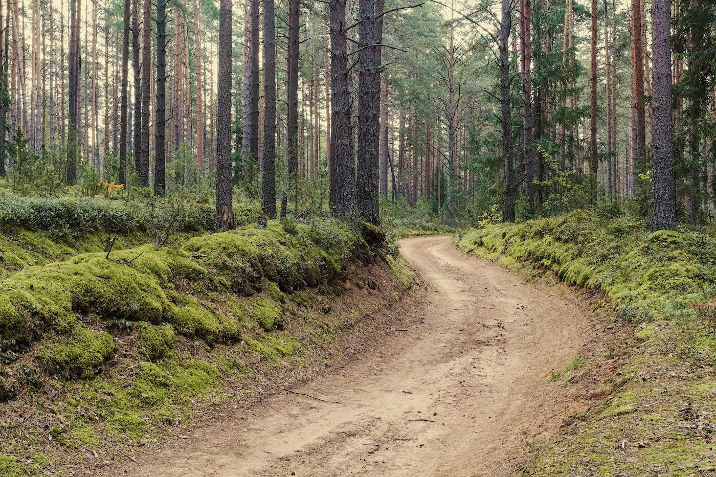 Грунтовая дорога в лесу