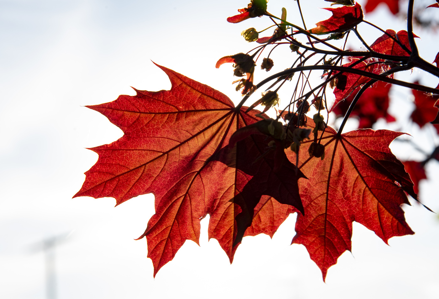 Листья клена желтые и красные. Осенний кленовый лист. Осень клен. Красивые листья клена. Листья клена осенью.