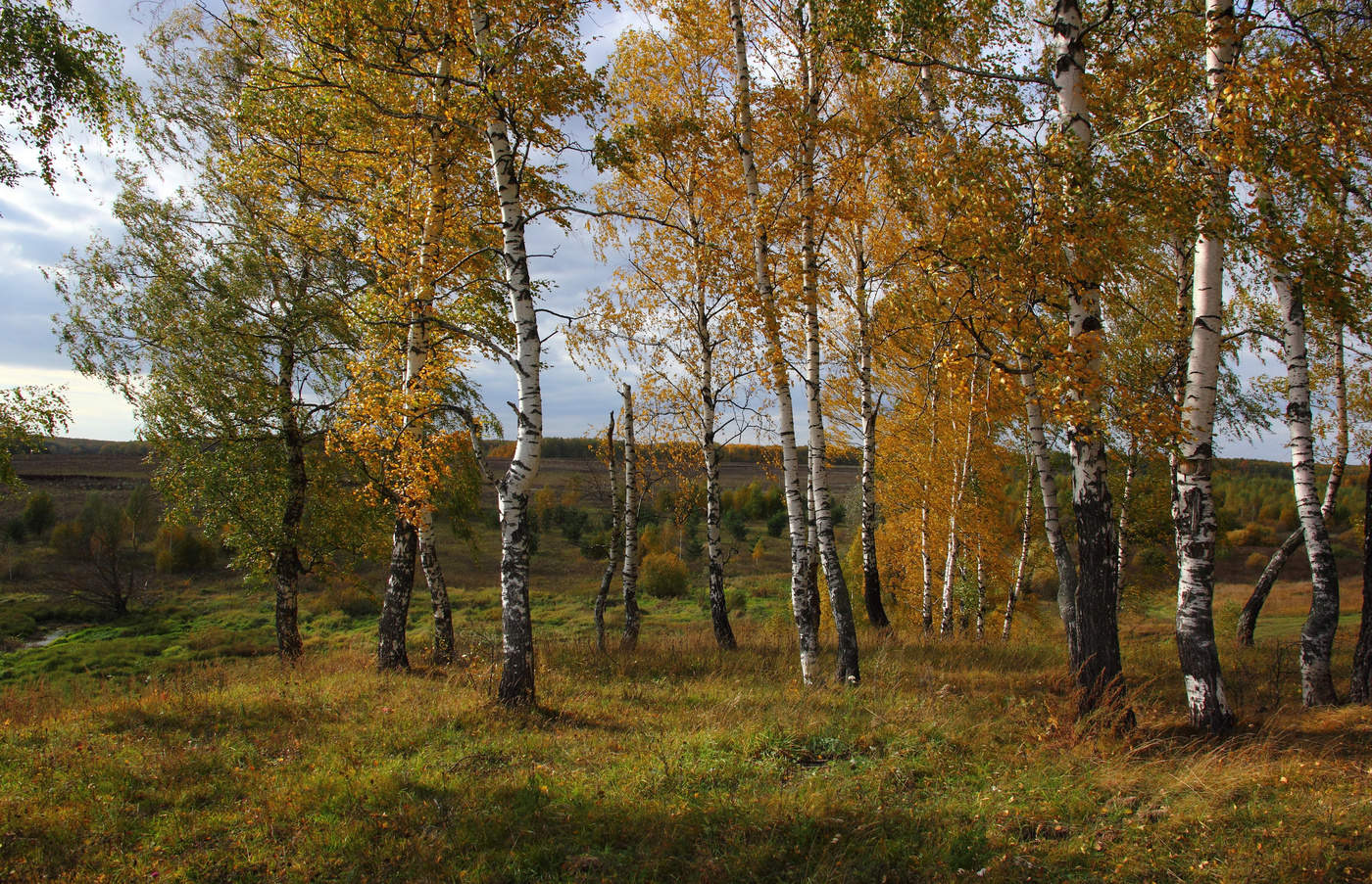 Осенний березовый лес15