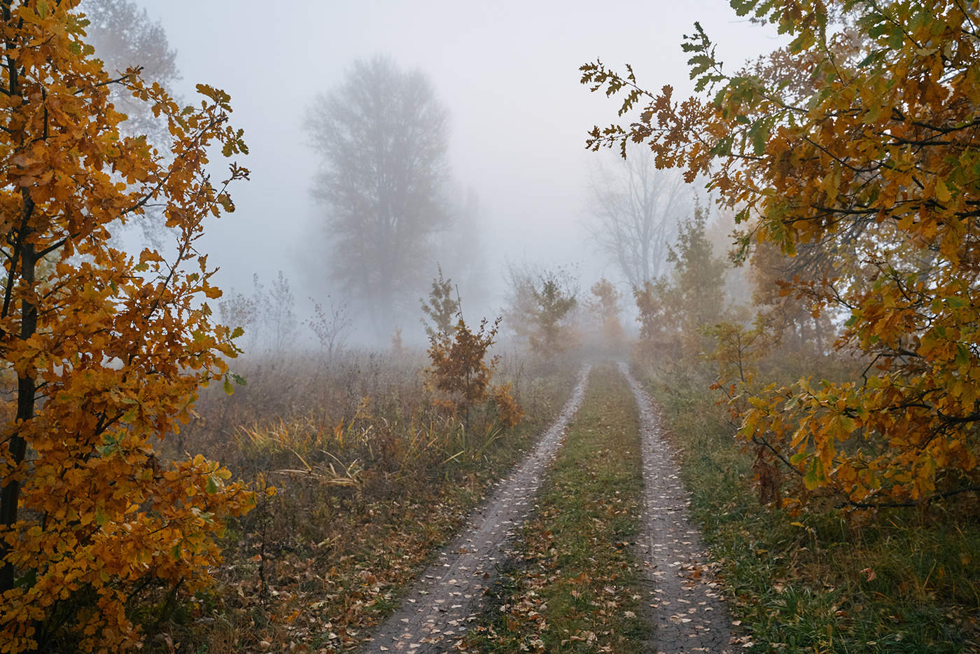 Осень октябрь туман