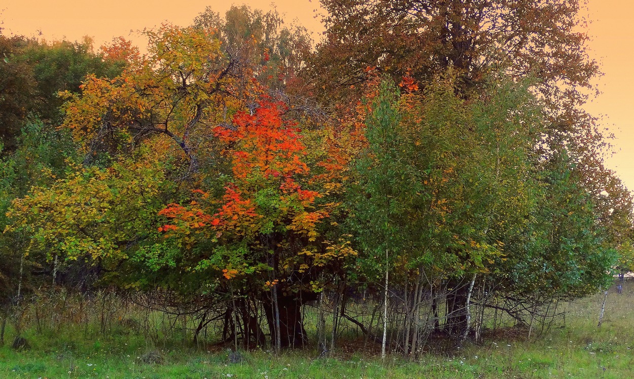 Осень - краса / Осенняя природа принарядилась