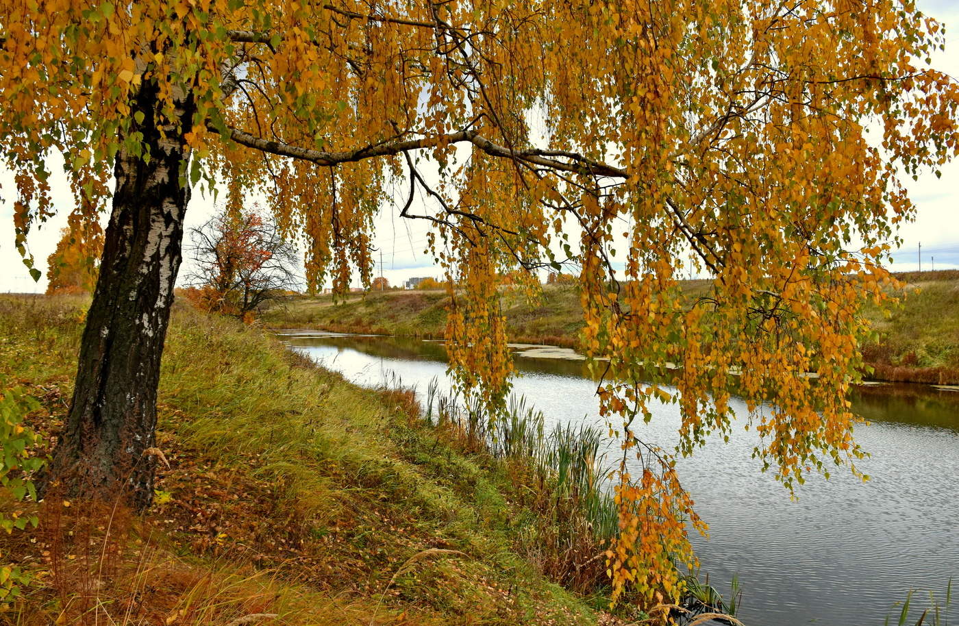 Поселок Каменецкий Золотая осень