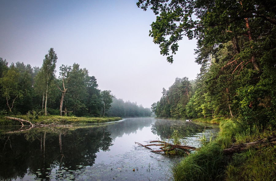 Пуще. Гродненская пуща Гродненская область. Налибоки заповедник. Пуща Витебская область. Владимирская пуща.