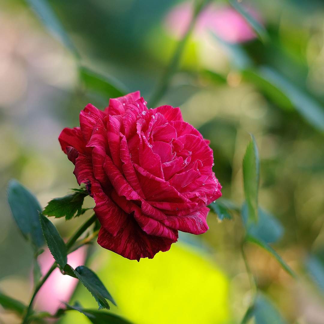 фото розы утро москвы