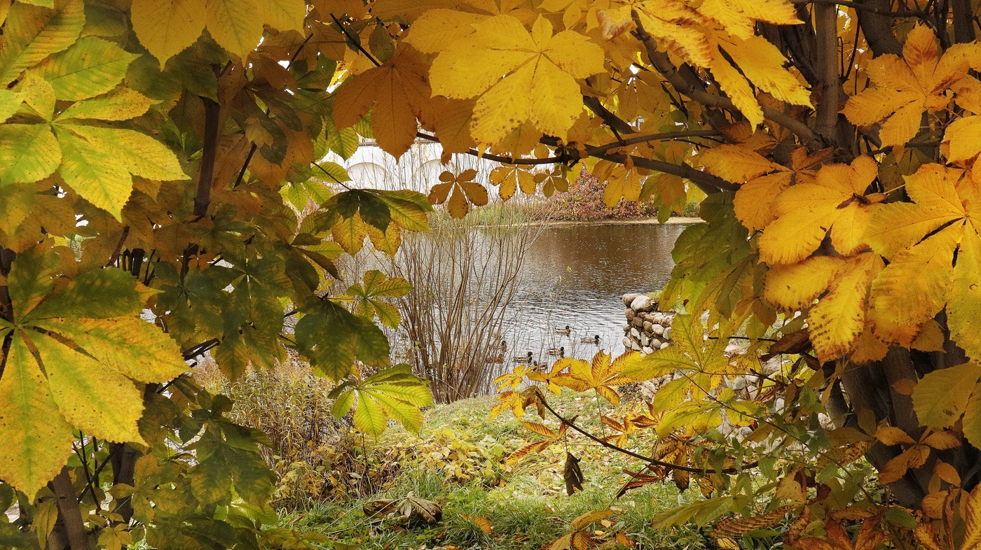 Золотая осень Вологда фото