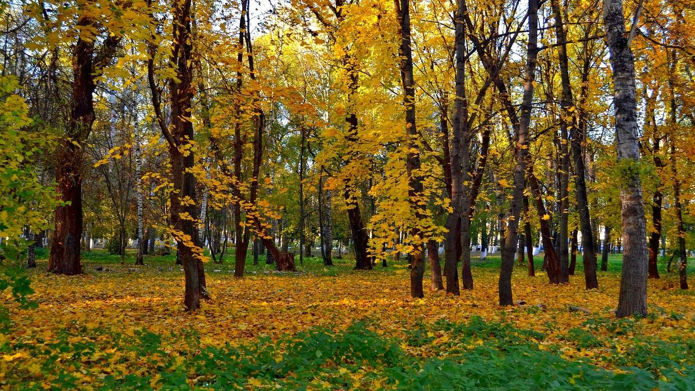 Осень фото Пугачев