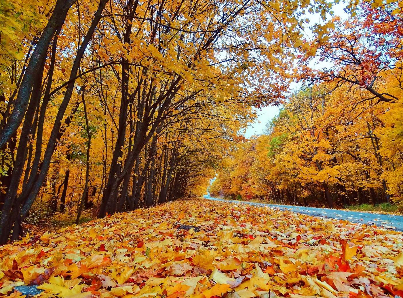 Осень дорога листопад