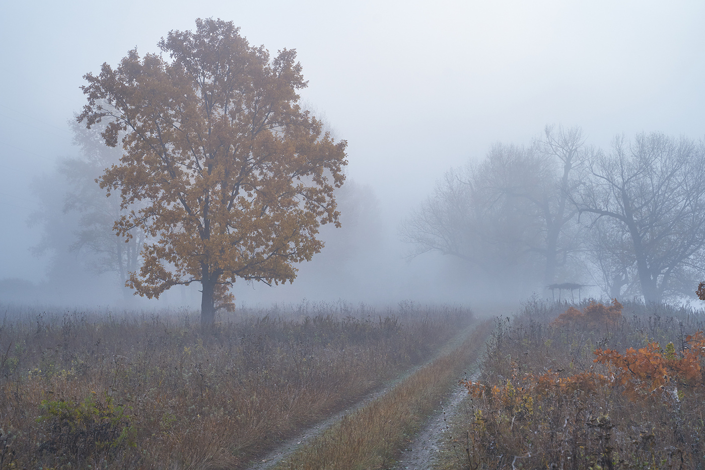 Осенний туман фото