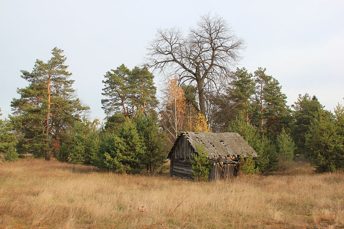 Белорусское полесье фото