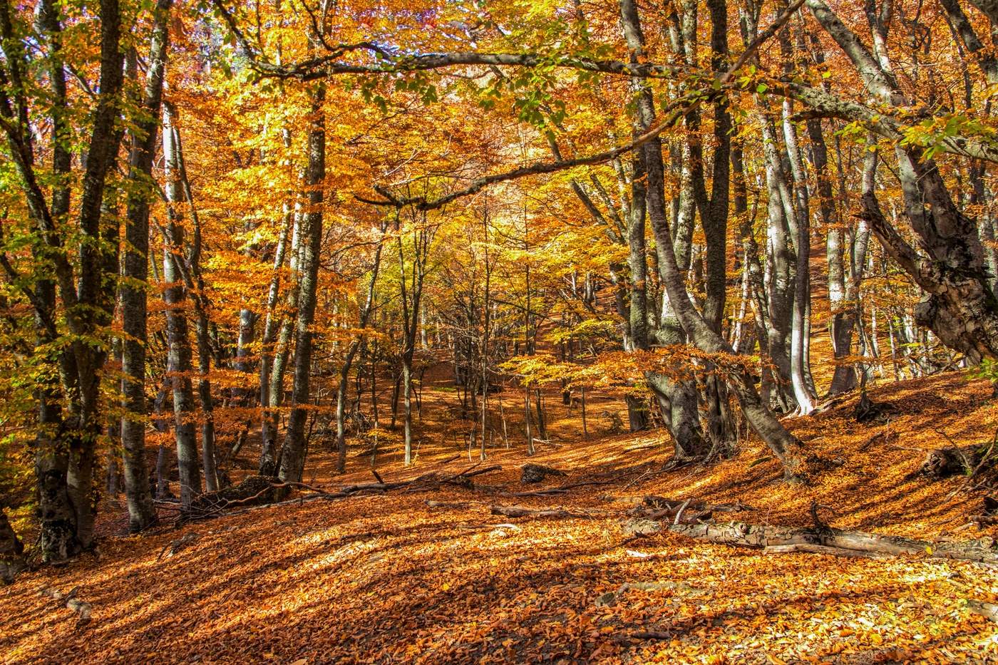 Леса крыма. Крымский лес. Крымский лес фото. Лес Крымский фон. Фон для презентации Крымский лес.