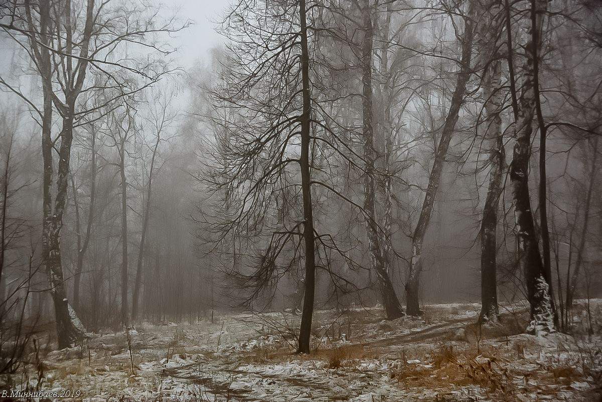 Лес Поздней Осенью Фото – Telegraph